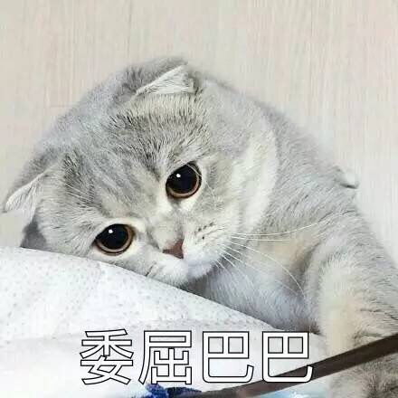 猫星人委屈巴巴的表情包
