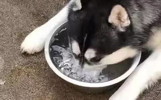小七的第一次探店结束了这顿饭我喝了一吨水