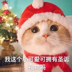 圣诞节要礼物表情包合集我这个小可爱可以拥有圣诞节礼物吗