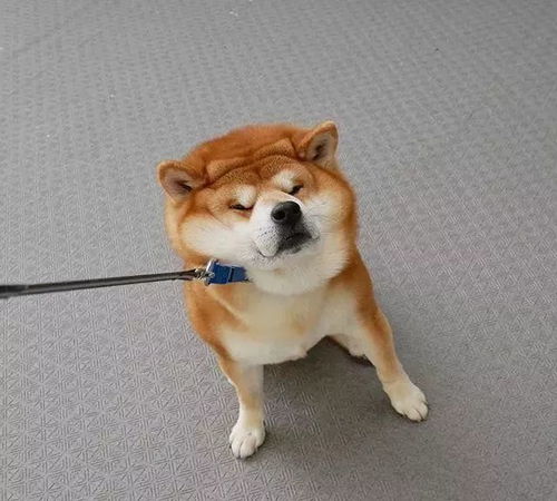 治愈日本柴犬berry火遍外网因其笑容治愈温暖