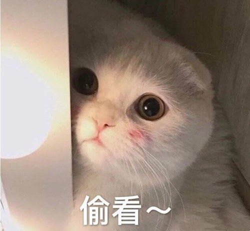 表情包女人只会影响我拔剑的速度
