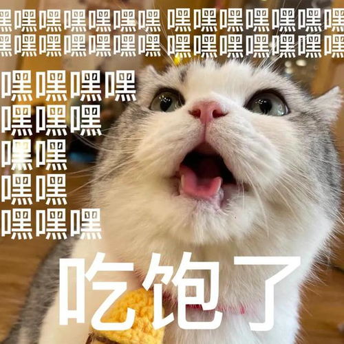 喵星人可爱搞怪表情包系列
