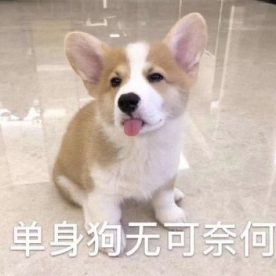 2020好看的狗狗微信头像萌猫可爱头像大全