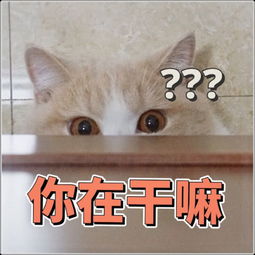 表情包七天一个小火花收藏的表情