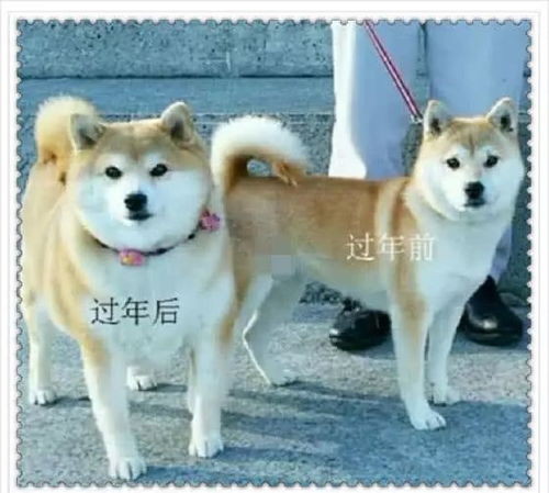 过年表情包搞笑图片过年回家