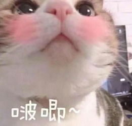 搞笑的猫咪表情包31张,拿去折腾男朋友吧