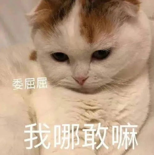 心动文案忧最近很火的搞笑歇后语