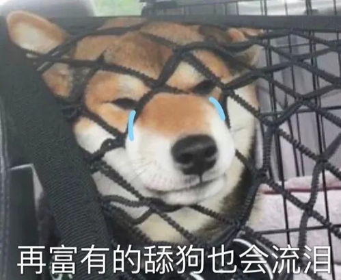 搞笑表情包,嗷呜,别惹我我要准备生气了啦