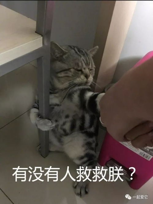 宠趣抱住了就是不会撒手的