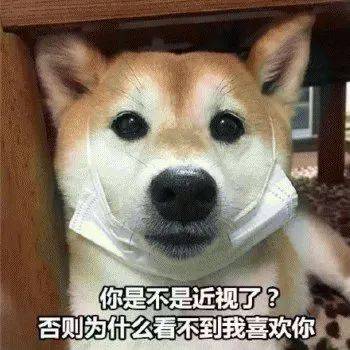 第47期汪表情大无语吸猫会出现狗传狗现象
