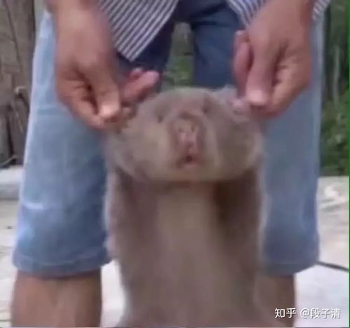 你在王者荣耀里见过哪些有意思的情侣昵称