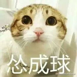 萌贱猫咪带文字表情包,聊天必备,走起