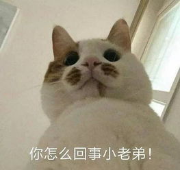 懂不懂啊,北方人吃饭才叫讲究