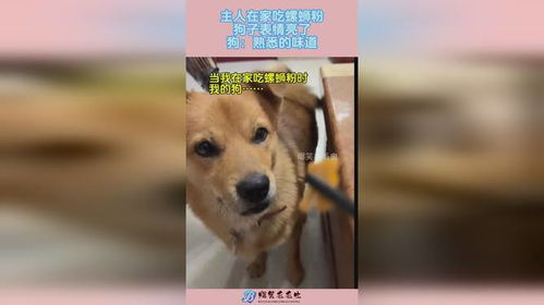 主人在家吃螺蛳粉,狗子表情亮了,狗熟悉的味道