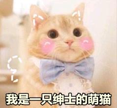 有趣表情包之喵星人的日常,我是一只萌萌的小猫咪哦