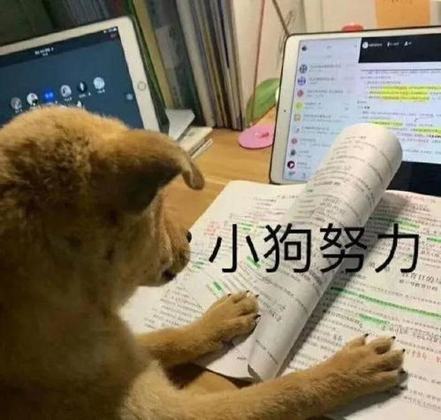 沙雕表情包沉醉于知识的芬芳
