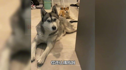 盘点那些沙雕动物爆笑合集21