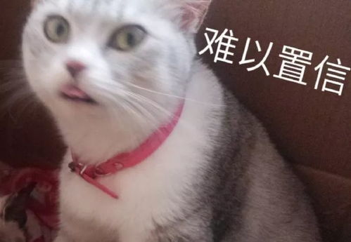 猫咪表情包第二波丨美丽的皮囊and有趣的灵魂,朕都有