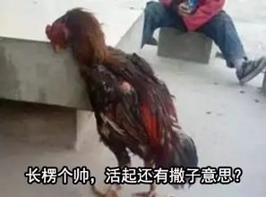 吃鸡搞笑表情包田里