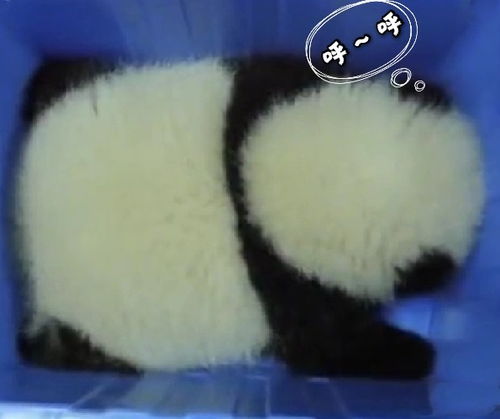 聊天表情库熊猫宝宝可爱表情包炸弹又来啦