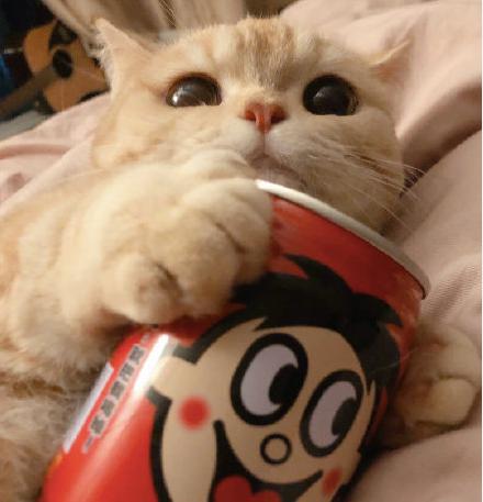 520橘猫情侣头像听说有人很喜欢这组情头安排