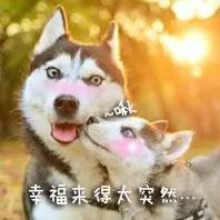哈士奇表情图片二哈搞笑图片表情带字