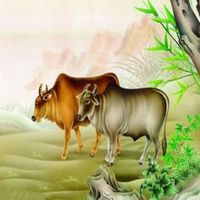 属牛的微信头像身体健康长寿财运旺