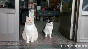 天生斗鸡眼国术馆的猫搞笑戏超足网狂存图做表情包