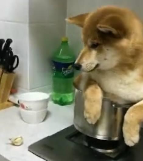 主人把柴犬炖了,狗狗坐在锅里真的害怕了,小表情好可怜