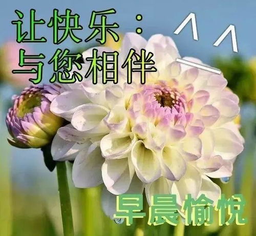 早上好搞笑表情包早安