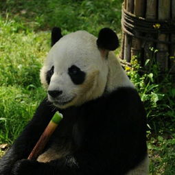 大熊猫鹏鹏你戴荷叶纳凉的身影犹新,18岁的你却永远地走了