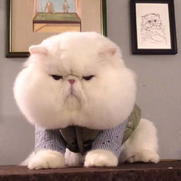 是时候让大家见识一下什么是真正的大脸猫哈哈哈哈哈...