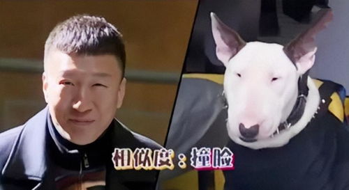 嘴毒名导张纪中笑侃那英不红,孙红雷眼小,还说黄子韬松垮
