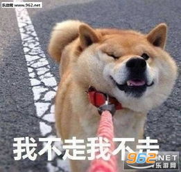我不走我不走我要买这个表情包图片不听不听王八念经狗狗摇头表情包下载乐游网游戏下载