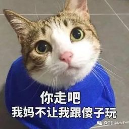 可爱猫咪表情包搞笑文字头像
