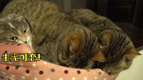 小猫个头比妈妈都大,非要和妈妈一起睡,母猫表情太搞笑