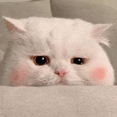春节放假想带着猫一起回老家,有什么可行的方法