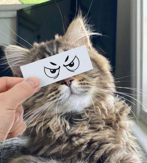 只需要一张小纸条就能让猫咪秒变表情包,搞笑的气质简直浑然天成