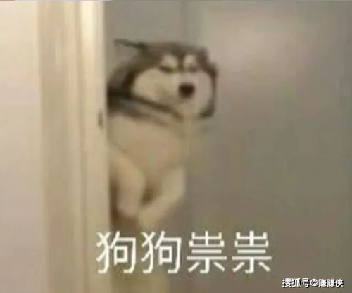 搞笑表情包图片狗狗祟祟,我不吃,我就看看