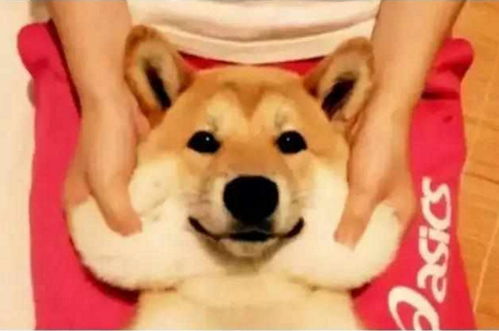 铲屎官算计自家狗狗,竟如此花式虐狗,柴犬表情笑翻网友