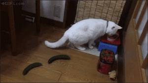 最搞笑gif猫咪动图火爆网络,快来收集一波表情包