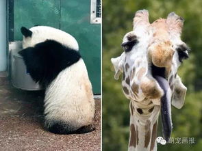 不好意思,昨晚我们喝大了