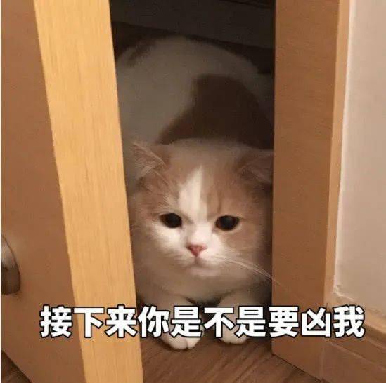 可爱的猫咪表情大全,请收藏备用