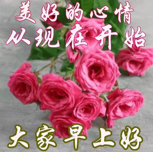 中老年表情包早上好,送你一朵玫瑰花