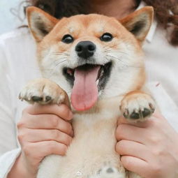 19岁姑娘爆改农村平房,3人1犬,10亩花田,美成了宫崎骏动画生活