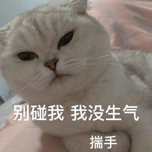 超级搞笑的表情包图片生气
