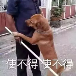 表情包丨哈哈哈有趣有趣有趣