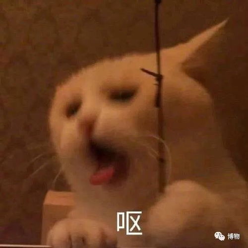 你努力憋住的屁,最后都去哪了