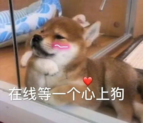 表情包要打架可以,不要指指点点