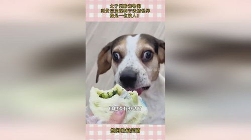 女子网购宠物狗,到货后发现狗子表情怪异,像是一位故人